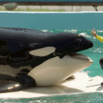 Miami Seaquarium: History, Closure, and What Visitors Should Know