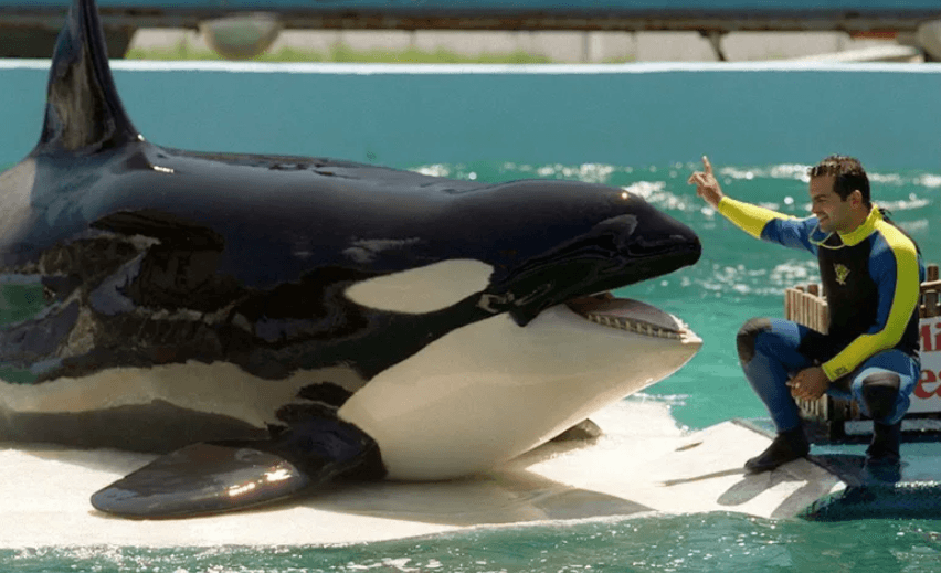 Miami Seaquarium: History, Closure, and What Visitors Should Know