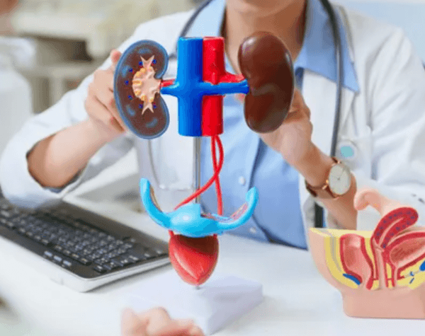 Kidney Specialist San Antonio: Expert Care for Kidney Health and Wellness